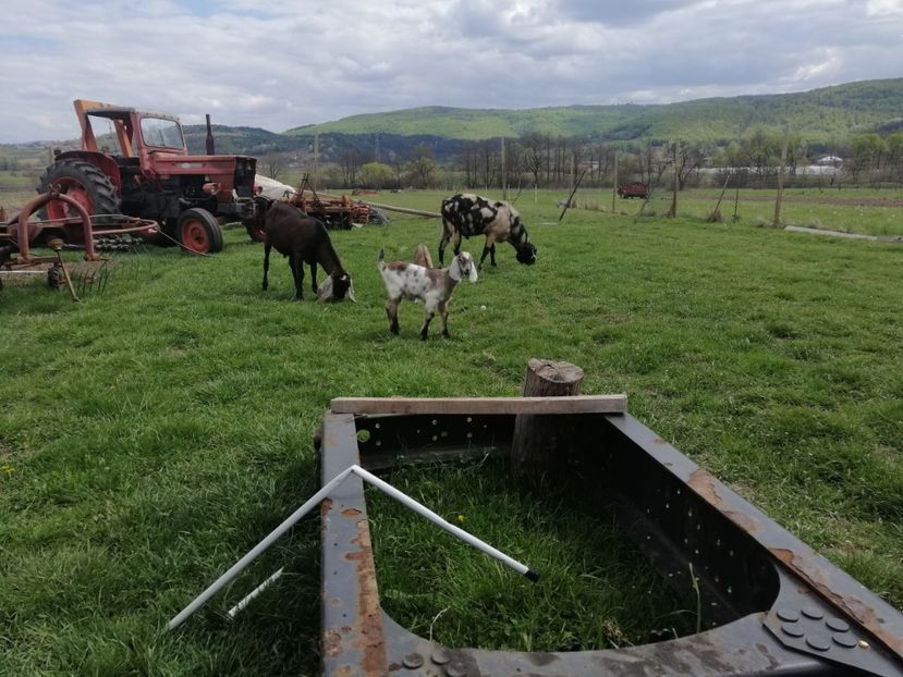  - Anglo nubiene 2020