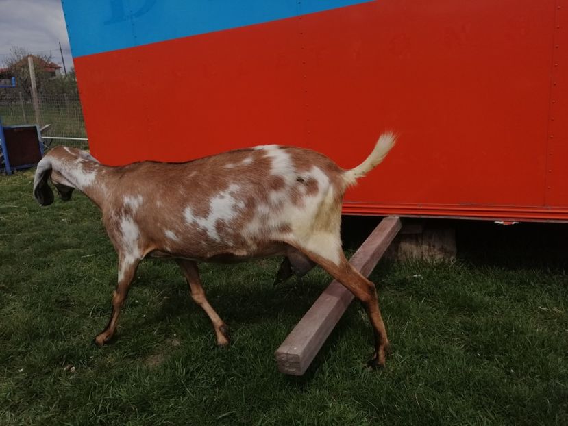  - Anglo nubiene 2020