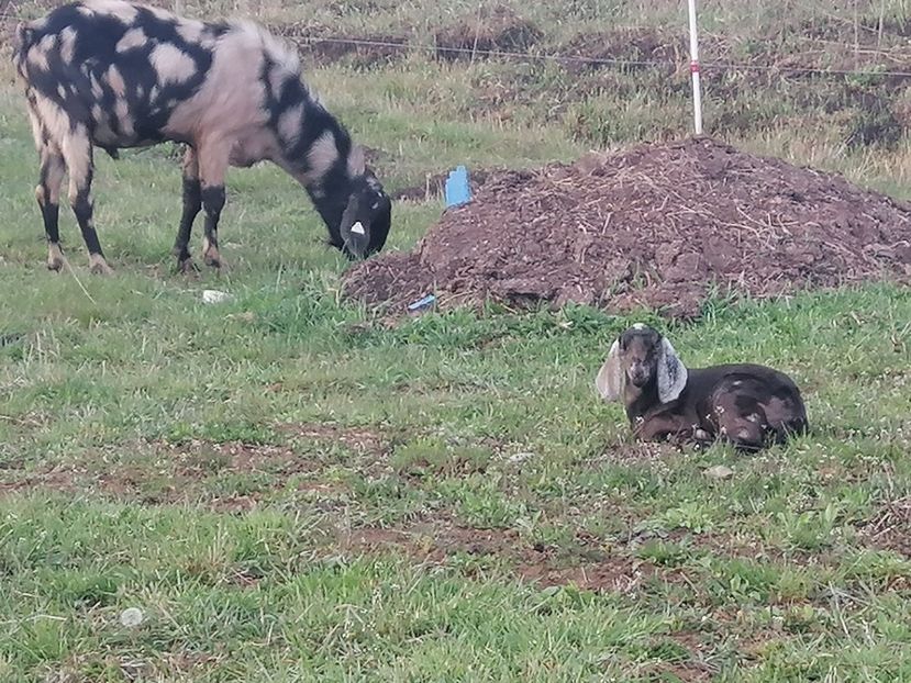  - Anglo nubiene 2020