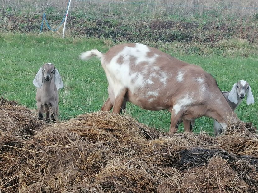  - Anglo nubiene 2020