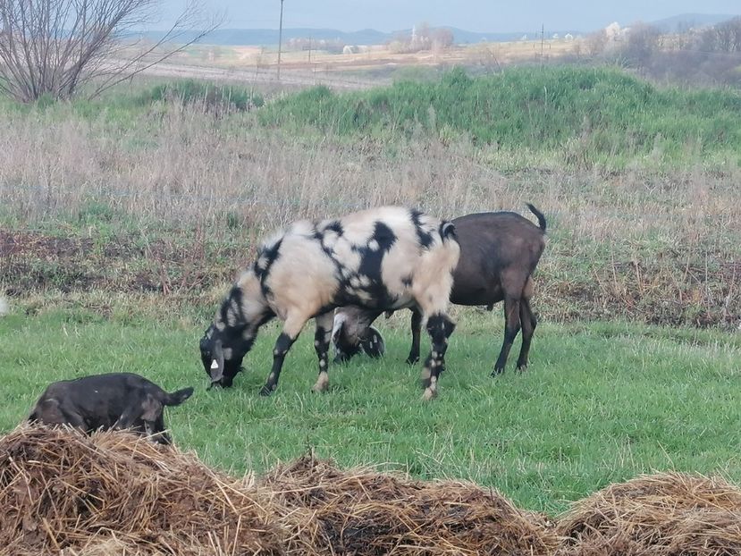  - Anglo nubiene 2020