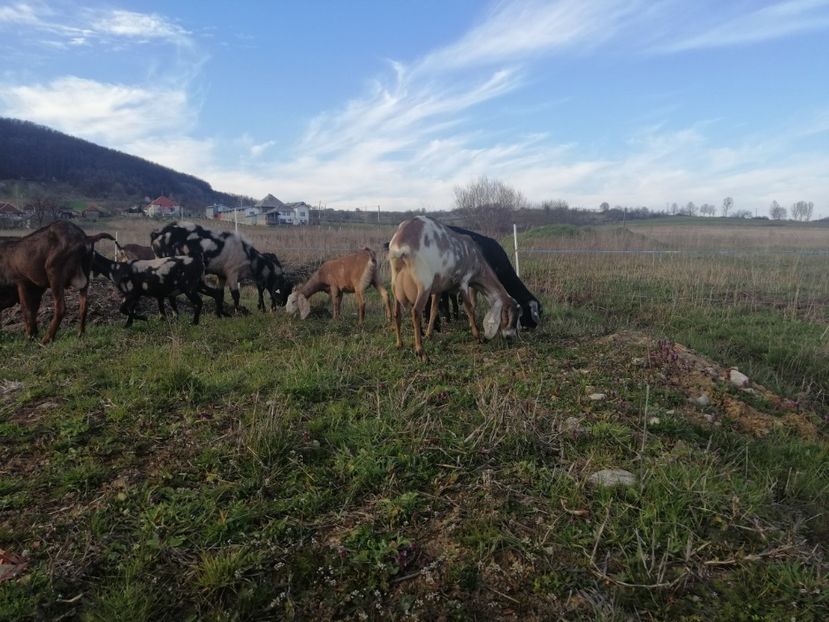  - Anglo nubiene 2020