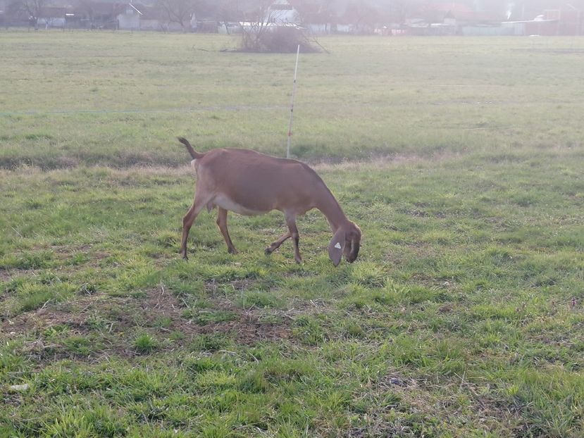  - Anglo nubiene 2020