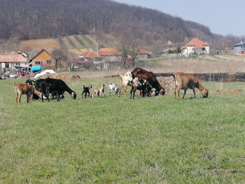  - Anglo nubiene 2020