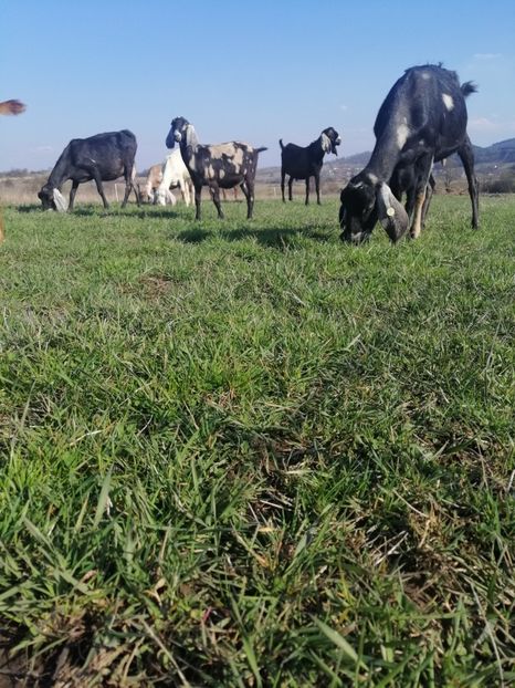  - Anglo nubiene 2020