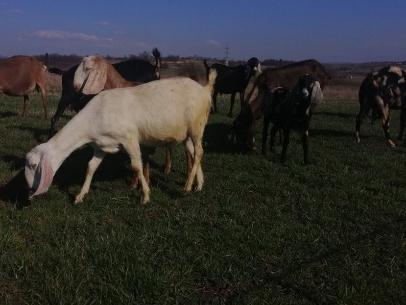  - Anglo nubiene 2020