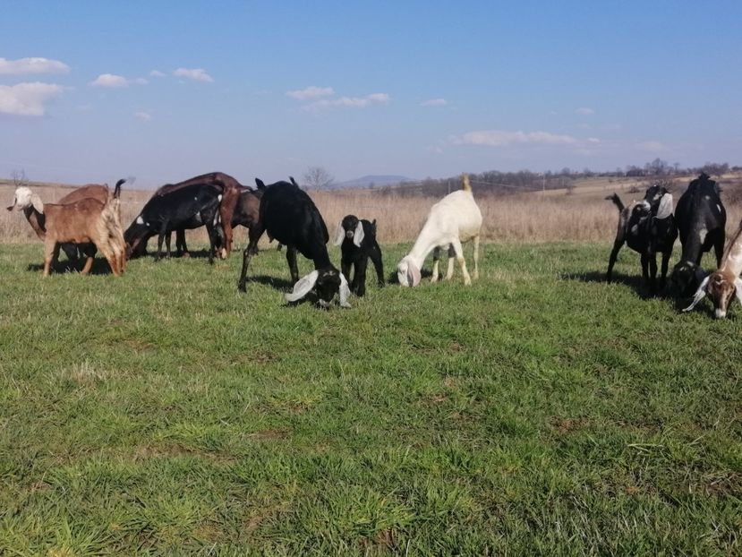  - Anglo nubiene 2020