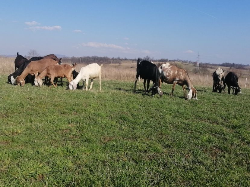  - Anglo nubiene 2020