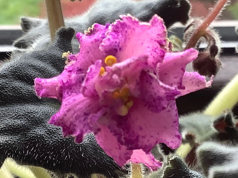 Ozio - AAA Provizoriu