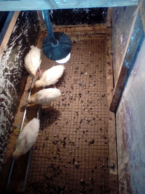 Pui fazan alb - Pui fazan comun alb 2020