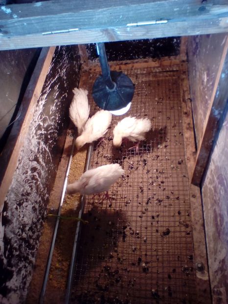  - Pui fazan comun alb 2020