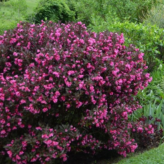 weigela-florida-alexandra - WEIGELA