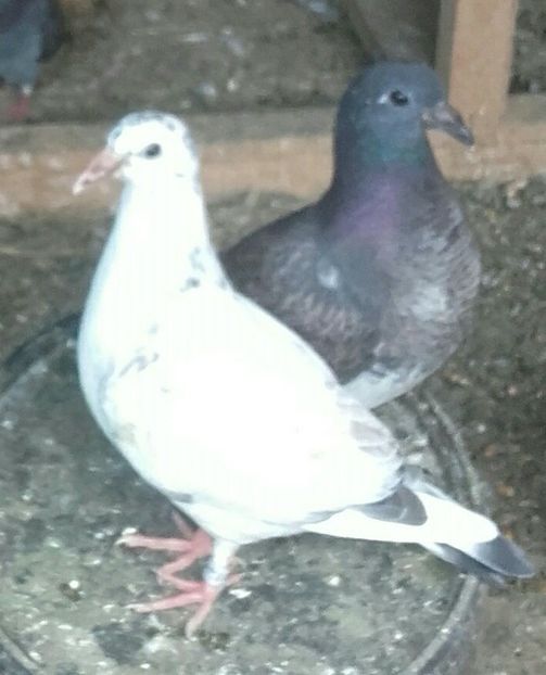 917 & 918 hermes 100% - 2020