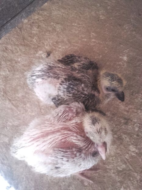 917 &918 -2020 - 2020