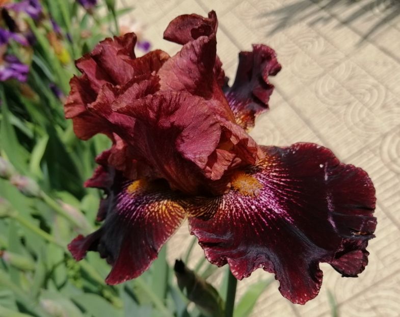 Polvere di stelle - 2020 irisi