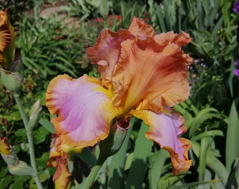 Afternoon Delight - 2020 irisi