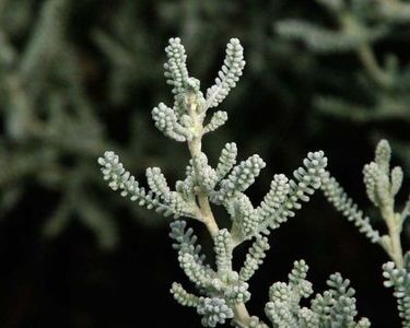 santolina-chamaecyparissus-2aMain - SANTOLINA