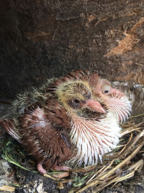 84E79D99-E096-4C3F-B5F0-B129D0C0D5FA - Straseri 2018-2019-2020