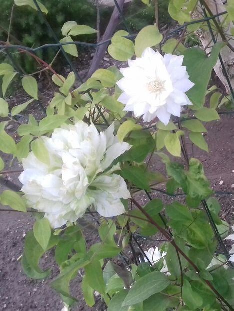 20200504_201834-1 - 2-Clematite 2019 -2020