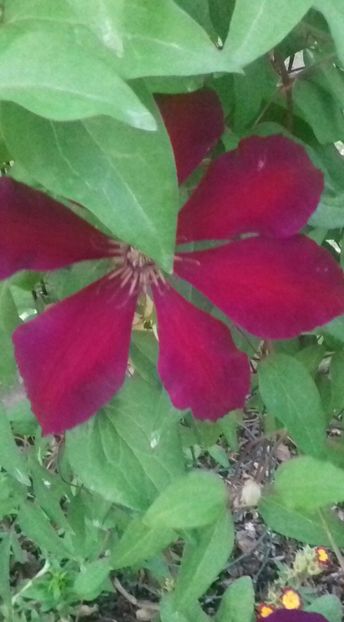 20200504_201943-1 - 2-Clematite 2019 -2020