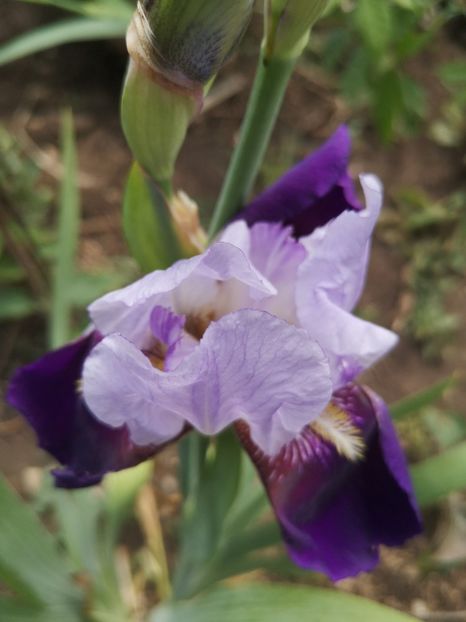 Fragrant - irisi 2020