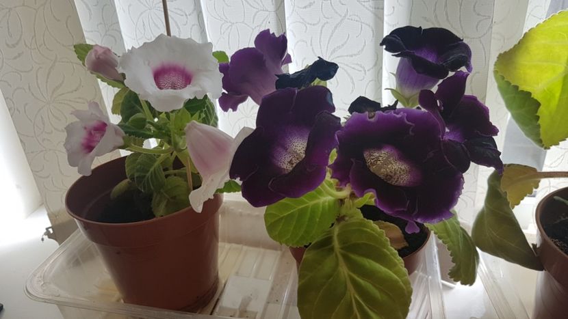  - Florile mele din Anglia