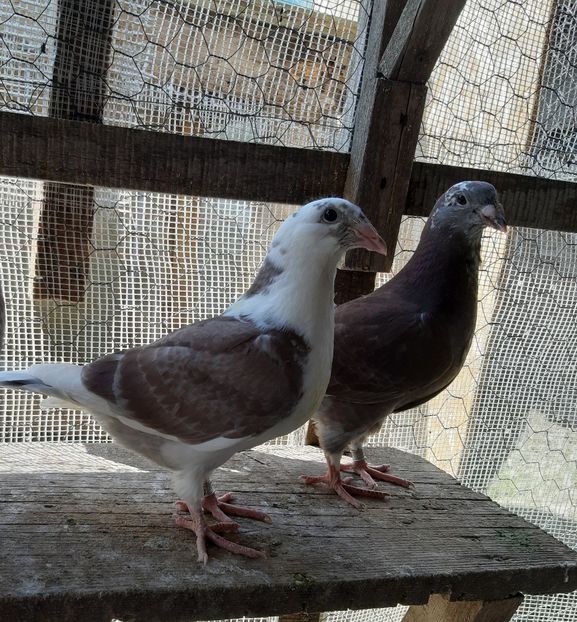 5 - Voiajori standard pui 2020