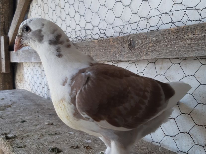 6 - Voiajori standard pui 2020