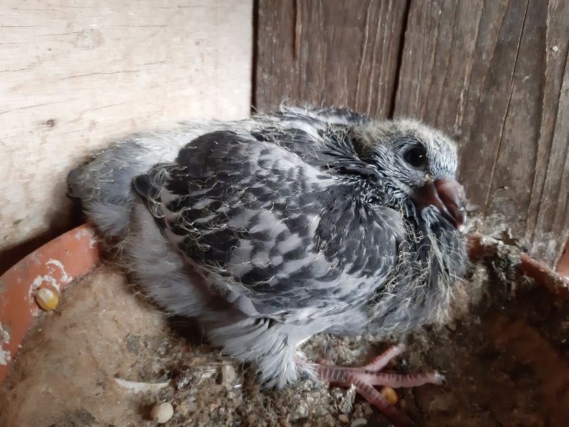 7 - Voiajori standard pui 2020