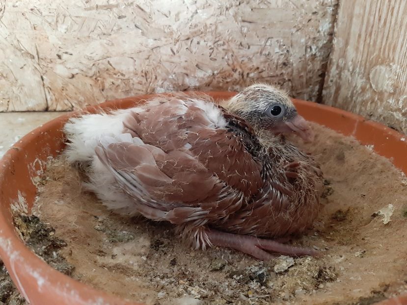 8 - Voiajori standard pui 2020