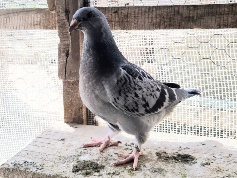 11 - Voiajori standard pui 2020