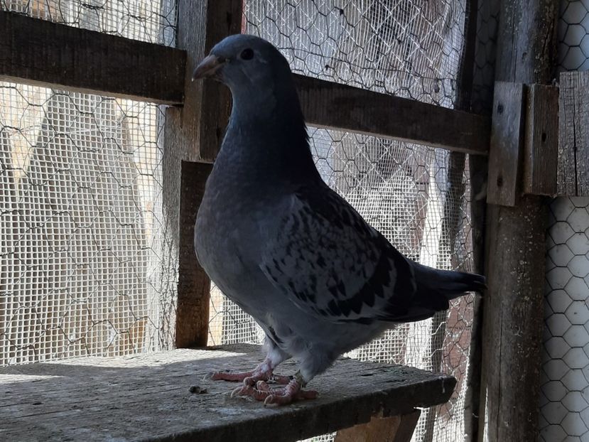 12 - Voiajori standard pui 2020