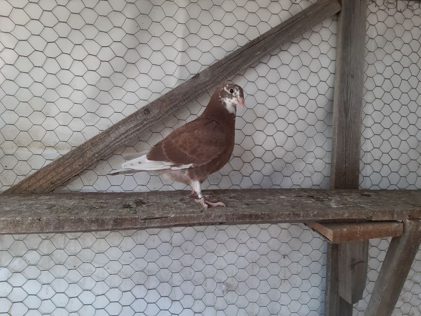 22 - Voiajori standard pui 2020