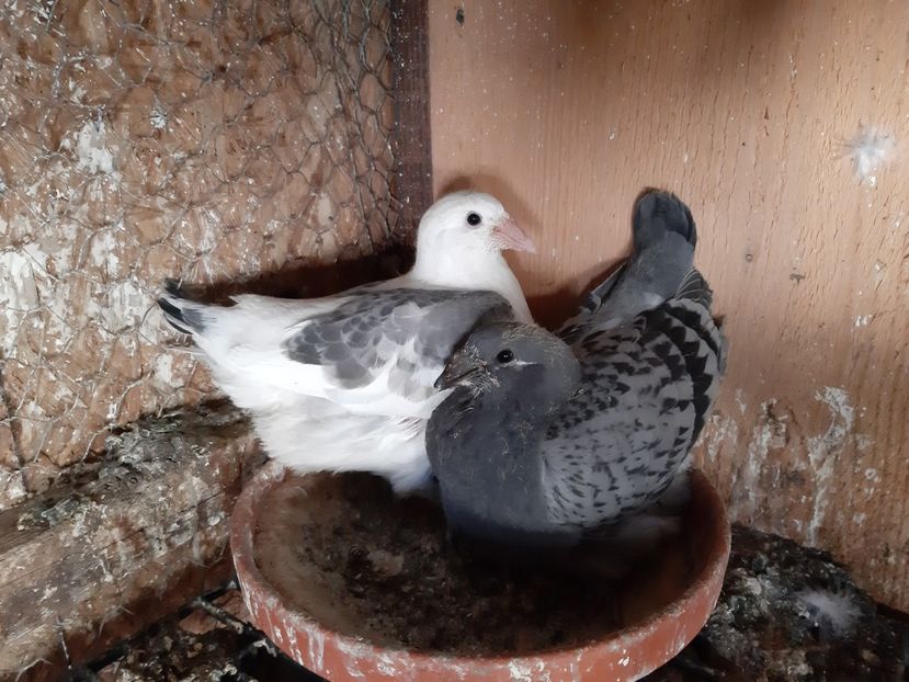 23 - Voiajori standard pui 2020