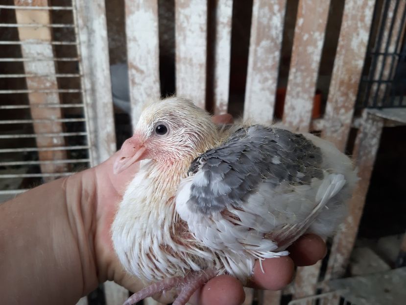 26 - Voiajori standard pui 2020