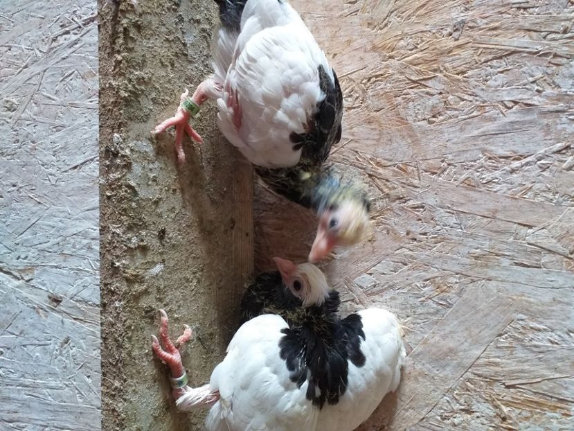 Negri 2020 - Kamaromi 2015-2023