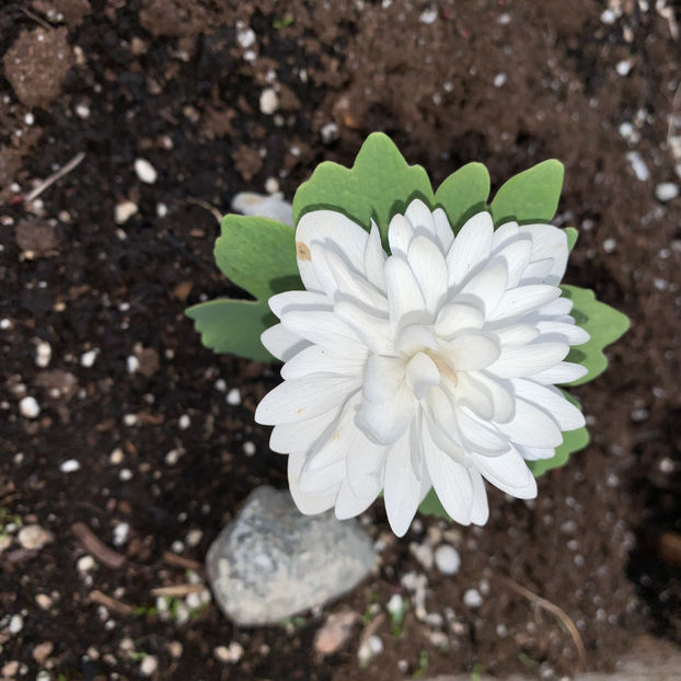  - Jurnalul gradinii 2020