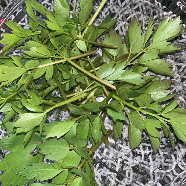 ha ha ha prima recolta de leustean, la noapte ingheata, vor fi -5 grade - Jurnalul gradinii 2020