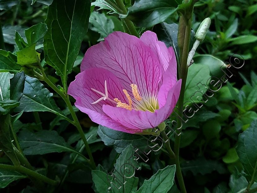 Oenothera speciosa - Flori gradina