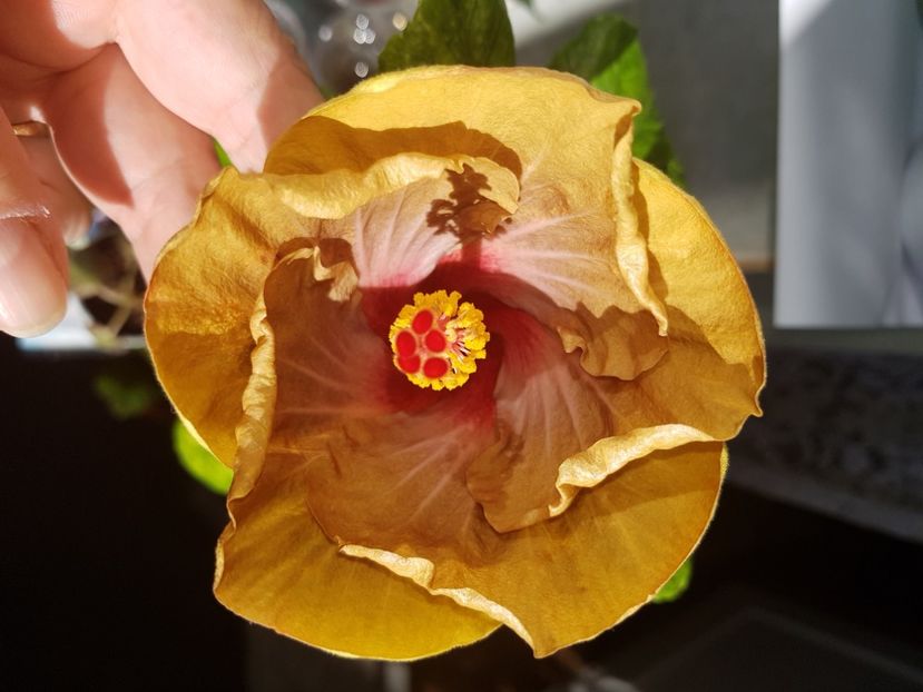  - HIBISCUS 2020