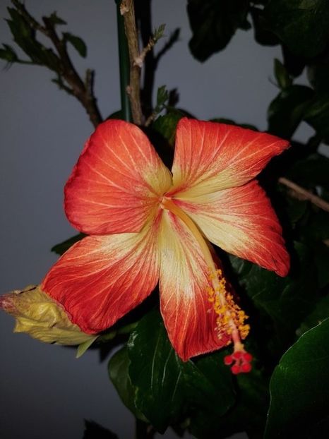  - HIBISCUS 2020