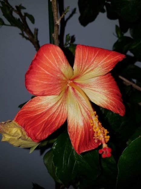  - HIBISCUS 2020