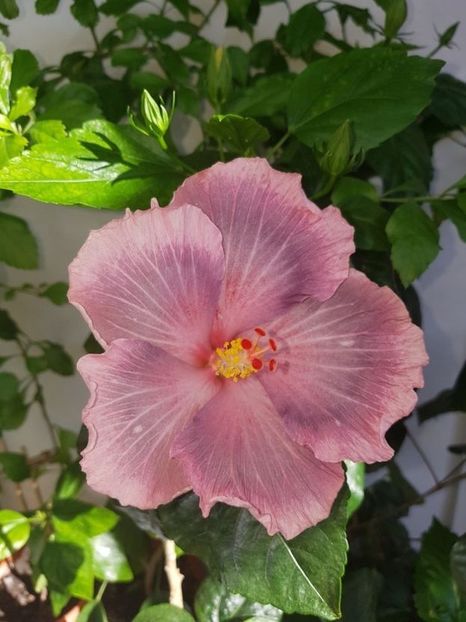  - HIBISCUS 2020