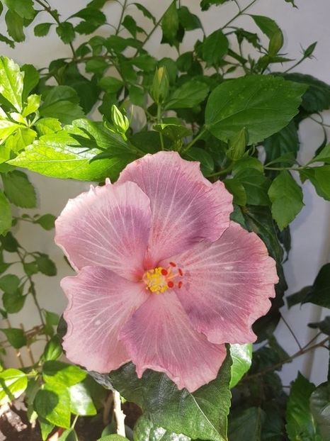  - HIBISCUS 2020