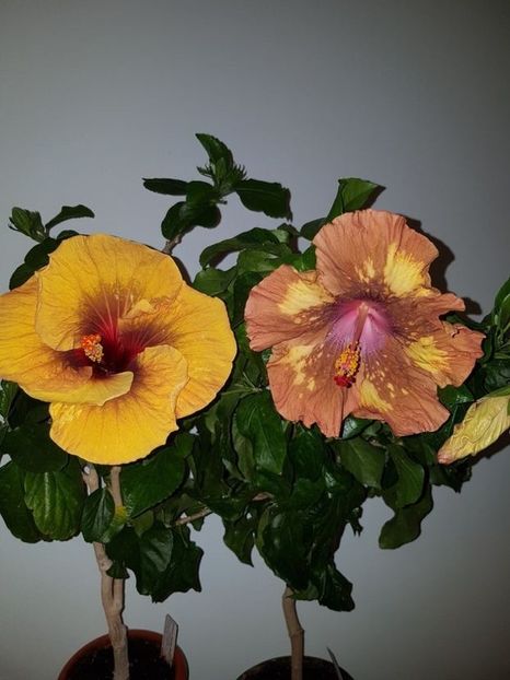  - HIBISCUS 2020
