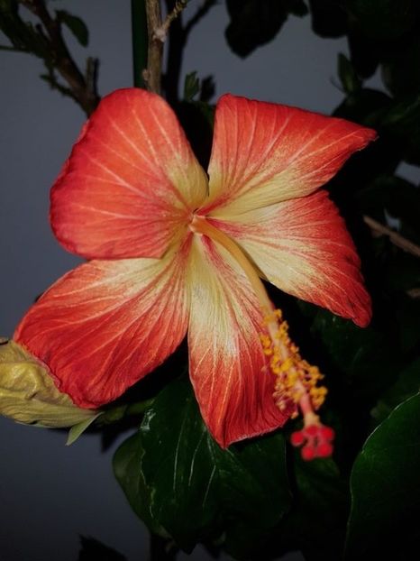  - HIBISCUS 2020