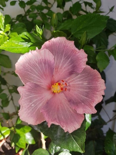  - HIBISCUS 2020