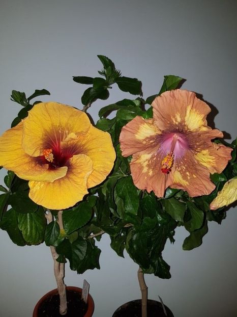  - HIBISCUS 2020