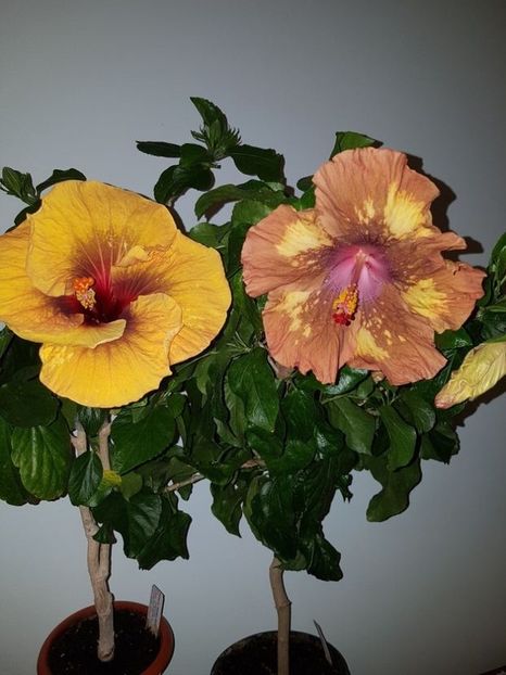  - HIBISCUS 2020