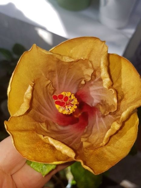  - HIBISCUS 2020